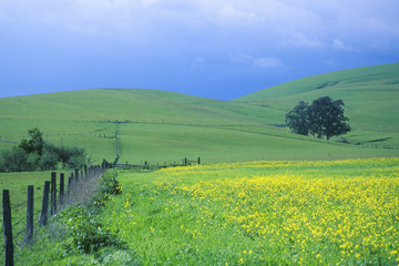 Obraz premium Spring field of Mustard with fence, Cambria, CA