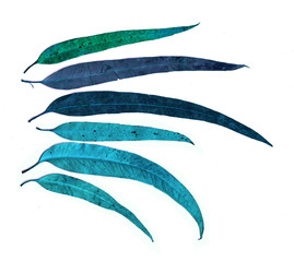 Eucalyptus leaves