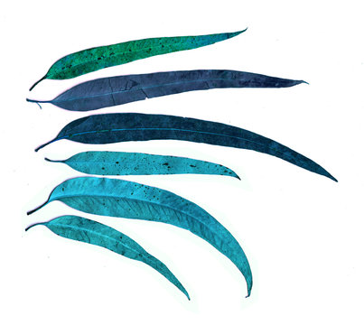Eucalyptus leaves