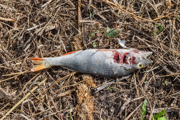 Młoda martwa ryba na brzegu jeziora - obrazy, fototapety, plakaty