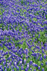 Obraz premium Field of bluebonnets in bloom Spring Willow City Loop Rd. TX