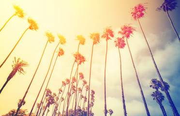 Retro stylized palms at sunset, Santa Monica, USA.