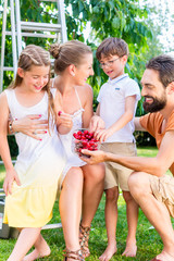 Familie pflückt und isst Kirschen im Garten