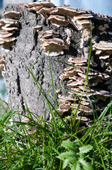 mushroom growing