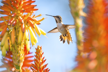 Hummingbird © kojihirano