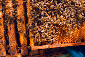 Close up view of the bees swarming on a honeycomb.