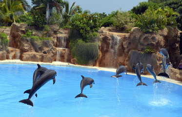  Dolphins jumping in Loro Park, Tenerife,Canary Islands. © svf74