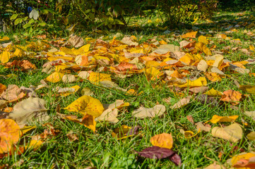 Autumn Leaves