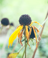 withered summer flowers II