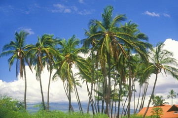 Fototapeta na wymiar Palm Trees, HI
