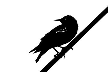 the starling