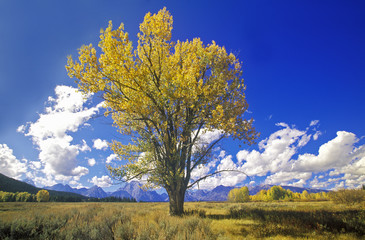 Cottonwood tree in fall colors, Grand Teton National Park, Jackson, WY - obrazy, fototapety, plakaty