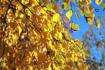 Autumn leaves with the blue sky background