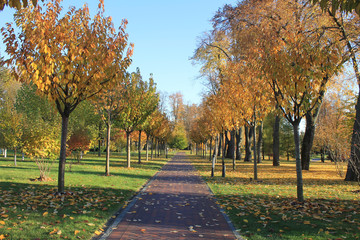 Alley in the yellow bright autumn park