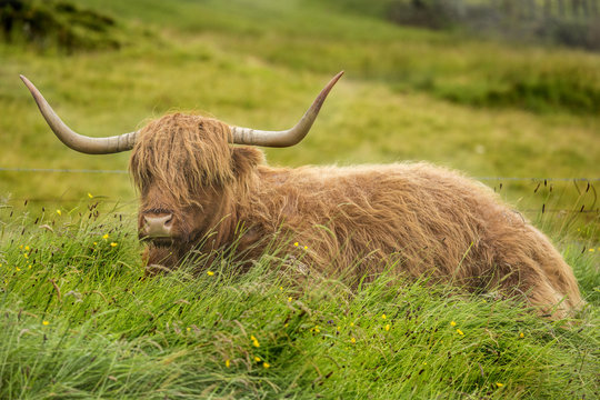 Mucca scozzese