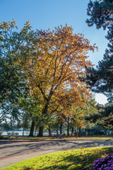 Fototapeta na wymiar Seward Park -Trees