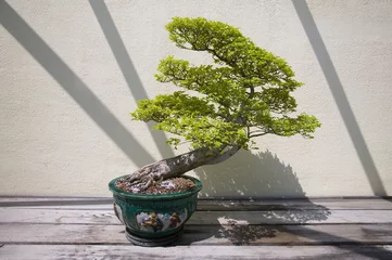 Fotobehang Bonsai Japanese Bonsai tree in National Arboretum, Washington D.C.  © spiritofamerica