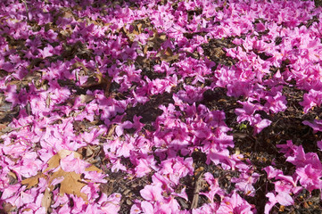 Fototapeta premium Azaleas in spring in National Arboretum, Washington D.C.