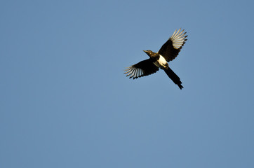 Black-billed Magpie Flying in a Blue Sky