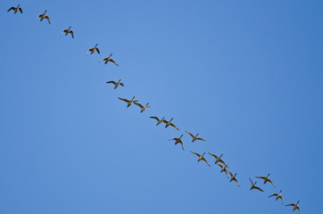 Large Flock of Ducks Flying in a Blue Sky