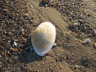 Разноцветный мир морских ракушек