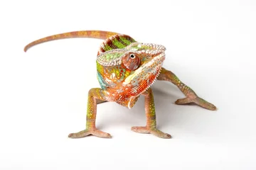 Foto op Plexiglas Kameleon op een witte achtergrond © Snowshill