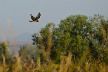 Northern Harrier Flying Over the Marsh