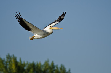 Obraz premium American White Pelican Flying Low Over the Marsh