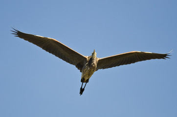 Great Blue Heron Flying in a Blue Sky