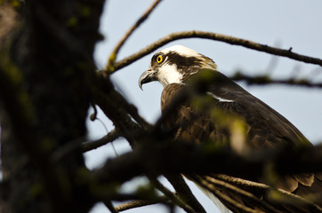Osprey Perched High in the Tree