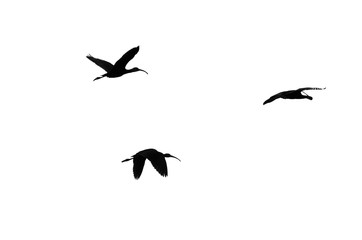 Three White-Faced Ibis Silhouetted on a White Background