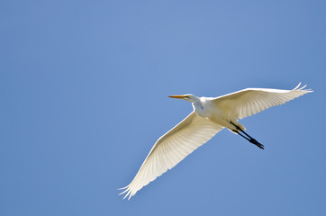 Fototapeta premium Great Egret Flying in a Blue Sky