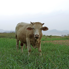 cow in green pasture