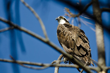 Osprey Perched High in the Tree