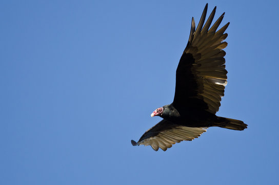 Turkey Vulture Flying in a Blue Sky