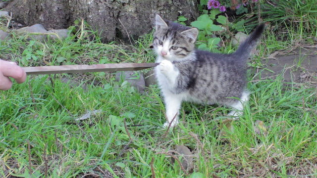 kitten playing on the grass/Game kitten in the grass with wooden sticks in the yard
