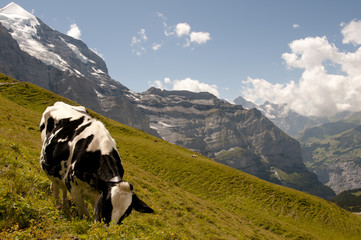 Fototapeta na wymiar Cow in Jungfrau - Switzerland