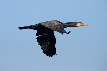 Cormorant, Phalacrocorax carbo