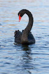 Black Swan, Cygnus atratus