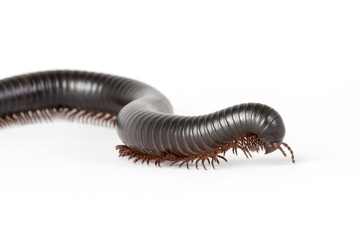 Giant Millipede on a white background