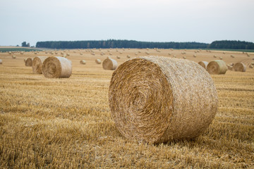 Hay bales on the field after harvest