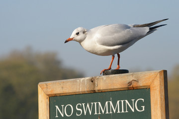 Black-headed Gull, Chroicocephalus ridibundus