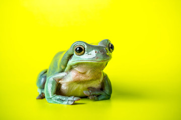 Tree Frog on a green background
