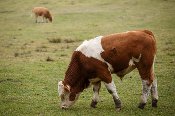 Fototapeta na wymiar Bull in pasture, Czech Republic