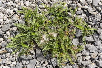 yarrow leaves growing between the stones