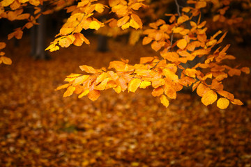 Collection of Beautiful Colorful Autumn Leaves
