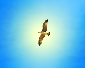 Beautiful seagull sea  