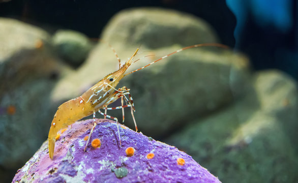 Aquarium spot shrimp (Pandalus platyceros)