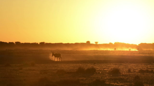 Impala (Aepyceros melampus) walking across the dusty ground in Botswana silhouetted by the African sunset in high definition footage
