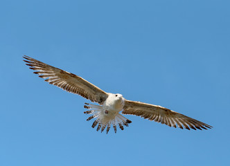 Beautiful seagull sea  